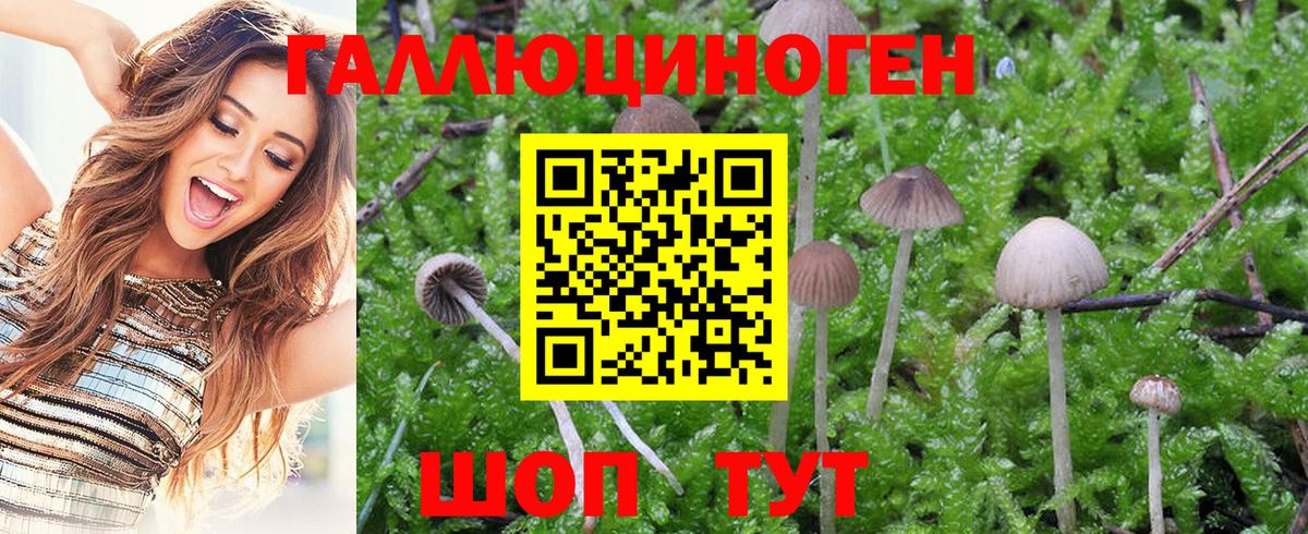 Галлюциногенные грибы Psilocybine cubensis  Галлюциногенные грибы GOLDEN TEACHER  Фролово  Вход с VPN 